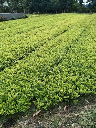 打球手臂酸疼应该怎么选网球拍